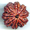 Eight Mukhi From Nepal