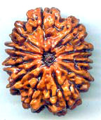 Eleven Mukhi From Nepal