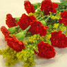 Red Carnations Bunch - 10