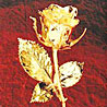 Golden Rose